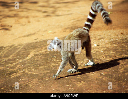 BERENTY RESERVE MADAGASCAR AFRICA July A ring tailed lemur Stock Photo