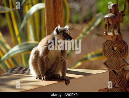 BERENTY RESERVE MADAGASCAR AFRICA July A ring tailed lemur which frequents this private reserve sitting on a wall Stock Photo