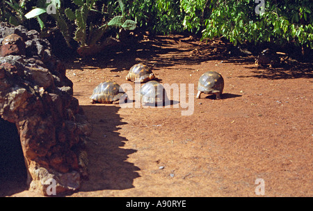 BERENTY RESERVE MADAGASCAR AFRICA July There is a successful breeding programme for the endangered species of Radiated Tortoises Stock Photo