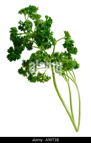 Parsley Stock Photo