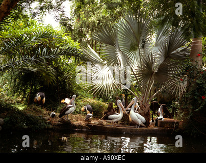 Indonesia Bali Taman Burung Bali Bird Park pelicans Stock Photo