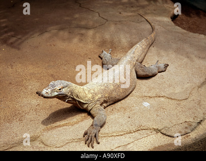 Indonesia Bali Taman Burung Bali Bird Park Komodo Dragon Varanis komodoensis Stock Photo