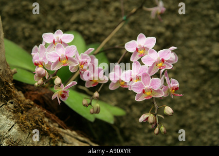 Orchid Flower, Phalaenopsis hybrid, Orchidaceae Stock Photo