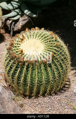 Golden Barrel Cactus, Echinopsis Grusonii. Palmitos Park Botanical Gardens, Gran Canaria, Canary Islands Stock Photo