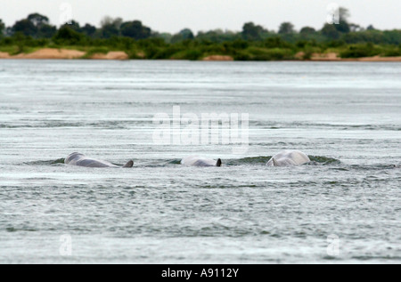 Irrawaddy dolphin (Orcaella brevirostris), Irrawaddy Dolphin, Irrawaddy ...