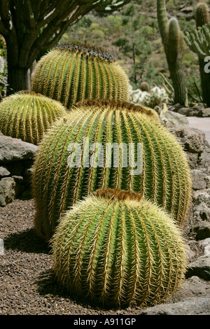 Golden Barrel Cactus, Echinocactus Grusonii.  Palmitos Park Botanical Gardens, Gran Canaria, Canary Islands Stock Photo