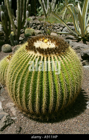 Golden Barrel Cactus, Echinocactus Grusonii.  Palmitos Park Botanical Gardens, Gran Canaria, Canary Islands Stock Photo