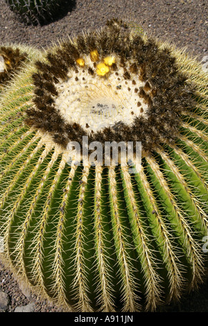 Golden Barrel Cactus, Echinocactus Grusonii.  Palmitos Park Botanical Gardens, Gran Canaria, Canary Islands Stock Photo