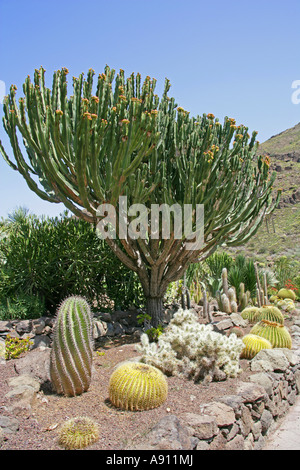 Cacti Plants in Palmitos Park Botanical Gardens, Gran Canaria, Canary Islands Stock Photo