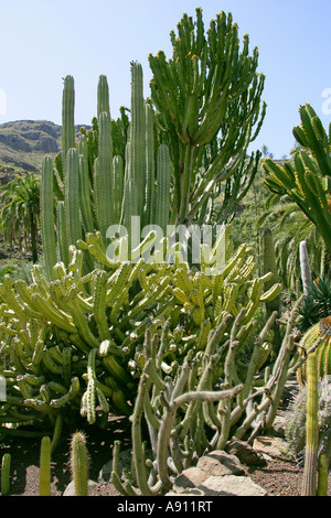 Cacti Plants in Palmitos Park Botanical Gardens Gran Canaria Canary ...