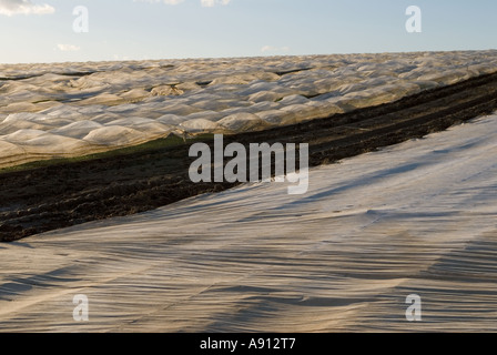 Plastic sheeting covering farm land, polythene sheeting used for crop protection all year round. Intensive agriculture. Near Petworth, West Sussex UK Stock Photo