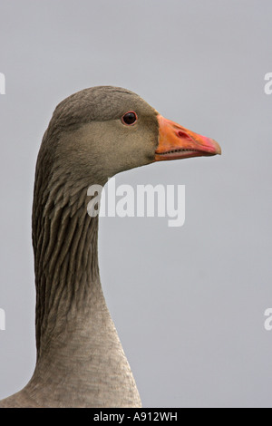 Greylag Goose Anser Anser Adult @ Cley Marsh North Norfolk England 