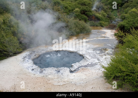 Cooking Pool in Maori Ngararatuatara Te Puia Thermal Reserve Whakarewarewatanga Thermal Valley Rotorua New Zealand Stock Photo