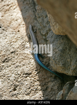 Gran Canarian Blue-Tailed Skink, Chalcides sexlineatus, Scincidae Stock Photo