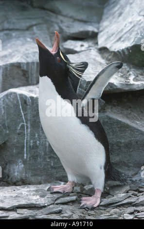 Rockhopper penguin standing on a rock and screaming Stock Photo