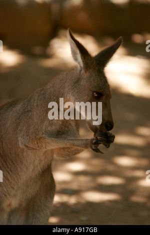 Kangaroo at Taronga zoo Sydney New South Wales Australia. Stock Photo