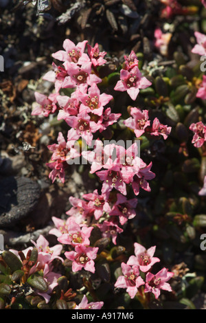 Trailing Azalea Loiseleuria procumbens Stock Photo