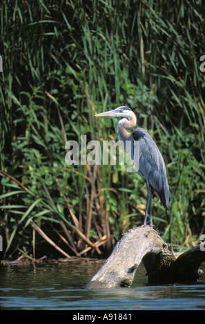 Great Blue Heron on a log along the Fox River in Chain O Lakes State Park Illinois Stock Photo