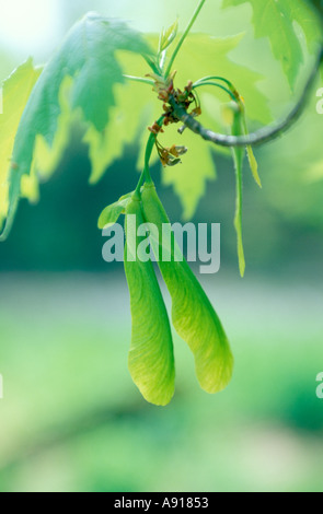 Seeds of a Maple tree Stock Photo