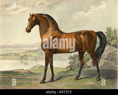 Warren Hasting's Arabian.  Drawn and engraved by George Townly Stubbs engraver to H R H the Prince of Wales. 19th century print. Stock Photo