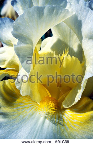 Presby Iris Gardens Montclair Nj Stock Photo 597048 Alamy