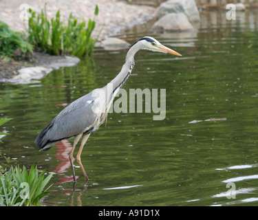 A grey heron (Ardea cinerea) in shallow water searching for fish