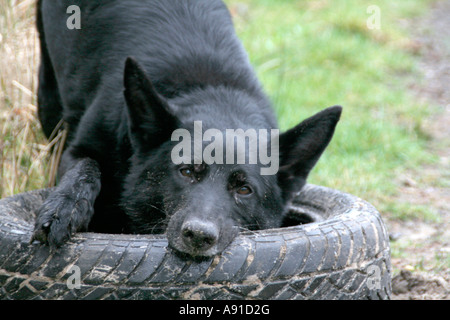 A playful german shepherd dog chewing a tyre as a toy whilst looking at the camera Stock Photo