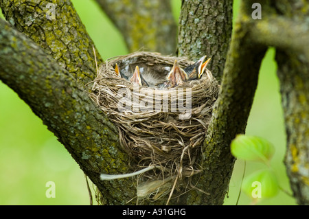 Robin chicks in the nest Stock Photo