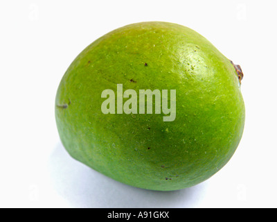 Alphonso Mangoes- Mangifera indica L. - Anacardiaceae. Ratnagiri, India. Stock Photo