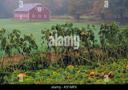 Pumpkin patch and red barn in fall near Woodstock, Vermont, USA Stock Photo