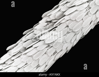 Scanning electron Microscope image of Mosquito probuscis magnified approximately 390X Stock Photo