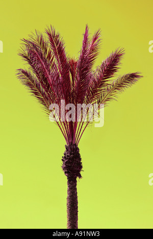 palms atlantic sea canary islands Palmen am Atlantik Meer Kanarische Inseln Stock Photo