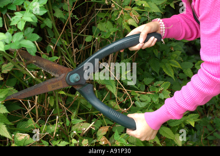 Young woman hedge trimming Stock Photo