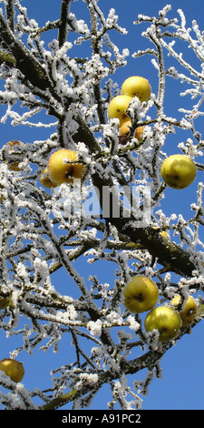 frozen apples on a tree gefrohrene Äpfel an einem Baum Stock Photo