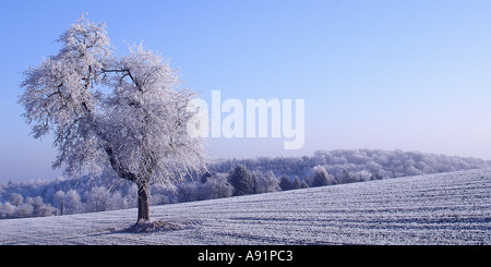 Bume Im Winter