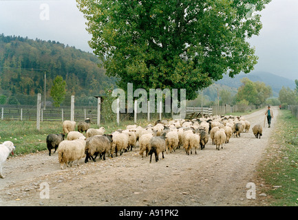 a flock of sheep being driven along a road in Romania Stock Photo
