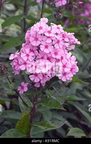 Phlox paniculata Eva Cullum Stock Photo