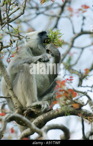 Hanuman Langur (Semnipithecus entellus) Feeding in tree, Corbett National Park INDIA Stock Photo