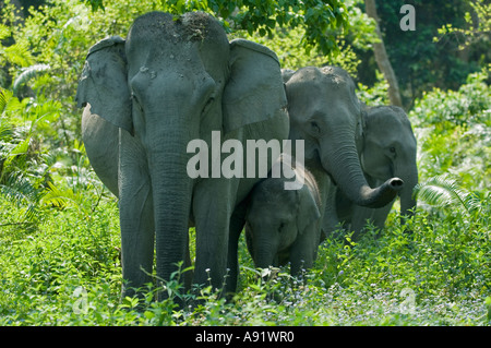 ASIAN or INDIAN ELEPHANT  (Elephas maximus) KAZIRANGA National Park Assam INDIA Family in forest Stock Photo