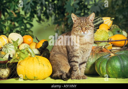 domestic cat - sitting between pumpkins Stock Photo