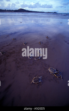 Endangered sea turtles hatching on the beach with assistance of park ...