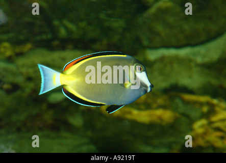 white-faced surgeonfish / Acanthurus japonicus Stock Photo