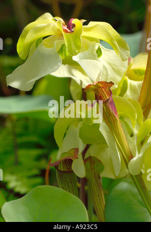 Sarracenia Alata Pale Pitcher Plant Sarraceniaceae Stock Photo