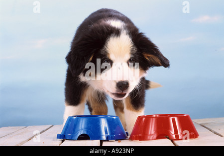 Border Collie. Puppy standing in front of two feeding bowls Stock Photo
