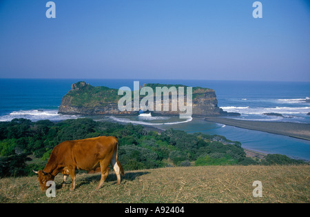 Cow grazes at the Hole in the Wall, Wild Coast, the old Transkei. Eastern Cape, South Africa. Stock Photo