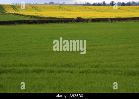 Field of Rapeseed near Bedale North Yorkshire Stock Photo