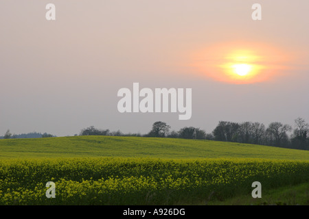 Field of Rapeseed near Bedale North Yorkshire at sunset on a misty evening Stock Photo