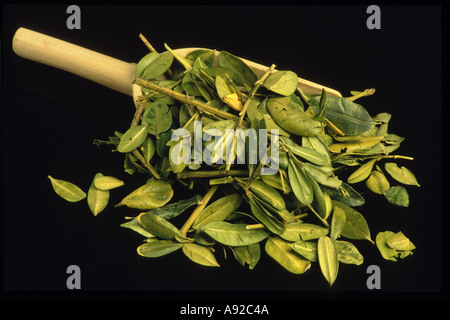 Medicinal plant Box tree leaves Buxacea Buchsbaum Stock Photo