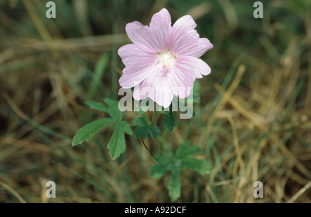 Wegmalve Malve Stock Photo