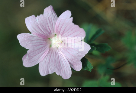 Wegmalve Malve Stock Photo